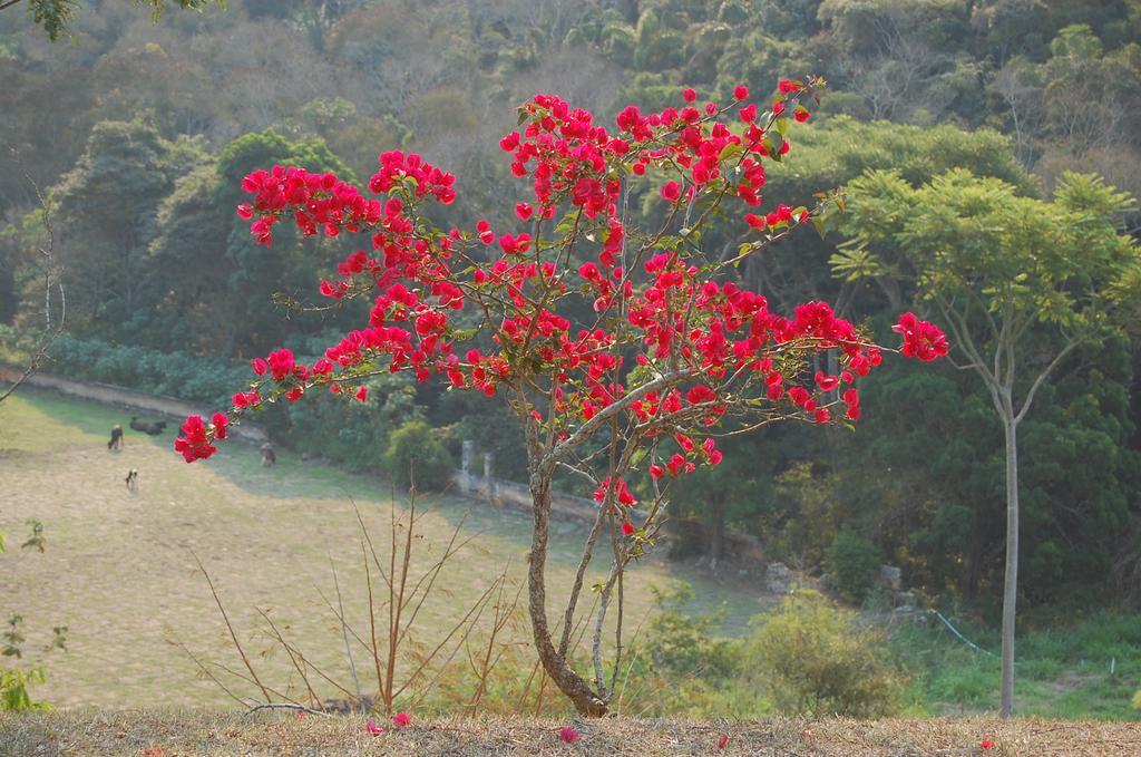 Fazenda Cachoeira Grande Alojamento de Turismo Rural *